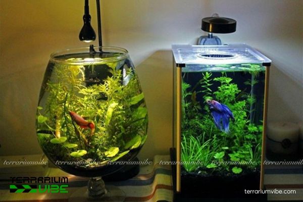 Sứ bi vàng 2 Sản phẩm sứ bi vàng trên thị trường hiện nay