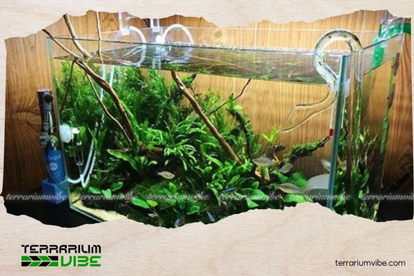 Tạo dòng chảy cho hồ thủy sinh đúng cách để hệ sinh thái luôn khỏe mạnh 2 Cách tạo dòng chảy cho từng loại hồ thủy sinh