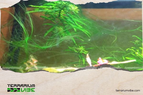 Thuốc diệt rêu hồ thủy sinh: Giải pháp hiệu quả cho hồ luôn khỏe 3 Cơ chế hoạt động của thuốc diệt rêu hồ thủy sinh