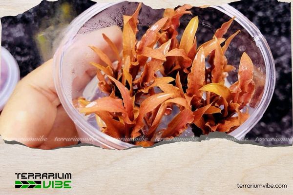 Tiêu thảo Albida Red 1 Thông tin tổng quan về tiêu thảo albida red