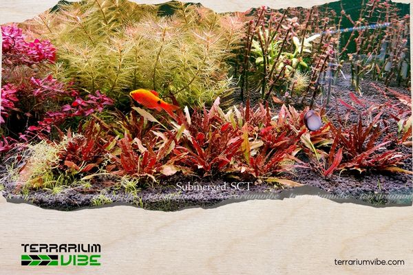 Tiêu thảo Albida Red 2 Môi trường sống của cây tiêu thảo albida red