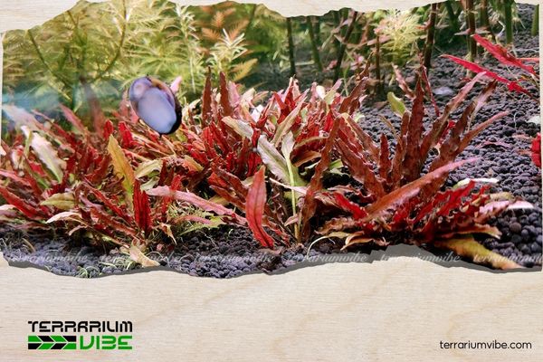 Tiêu thảo Albida Red 3 Đặc điểm của tiêu thảo albida red trong terrarium