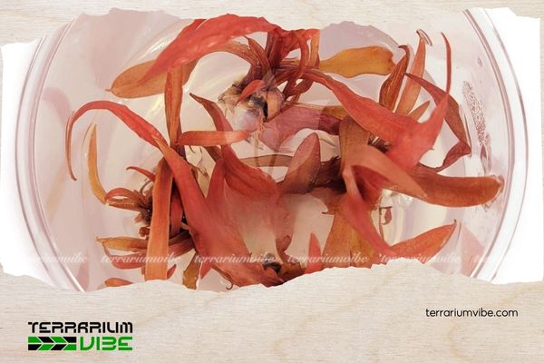 Tiêu thảo Albida Red 4 Mẹo chăm sóc cây tiêu thảo albida red trong terrarium