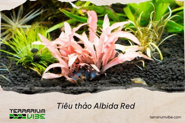 tieu-thao-albida-red Tiêu thảo Albida Red