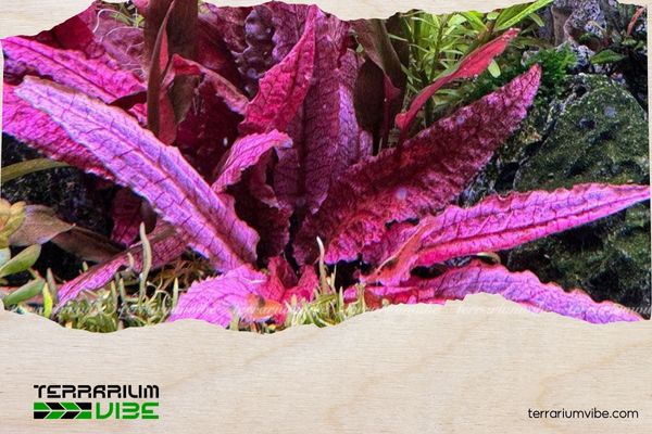 Tiêu thảo Flamingo 4 Tiêu thảo Flamingo cần một không gian trồng ổn định, có độ ẩm cao để phát triển