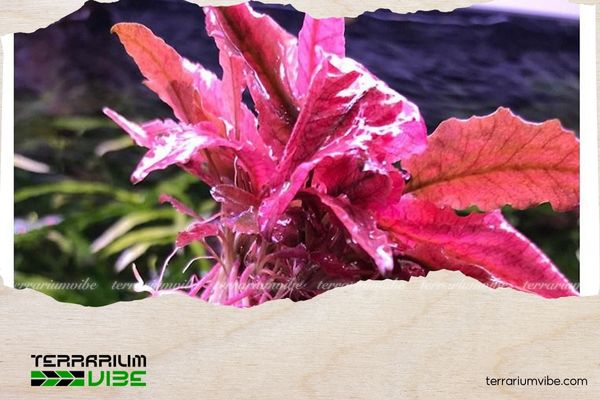 Tiêu thảo Flamingo 5 Nên chọn các loài cây có chiều cao vừa phải, màu sắc dịu nhẹ và sinh trưởng chậm để trồng chung với tiêu thảo Flamingo