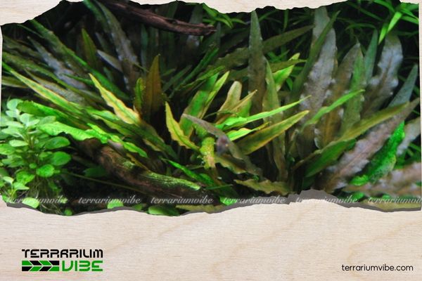 Tiêu Thảo Lá Nhăn 1 Thông tin học thuật về Tiêu Thảo Lá Nhăn là gì?