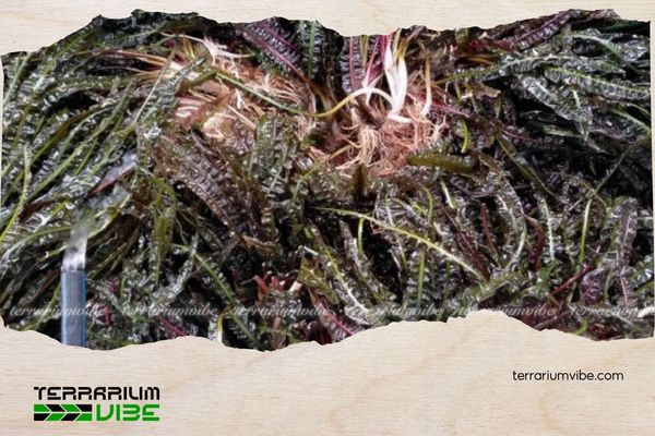 Tiêu Thảo Lá Nhăn 4 Các loại thực vật phù hợp trồng chung với Tiêu Thảo Lá Nhăn