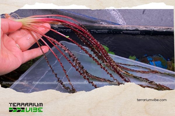 Tiêu Thảo Lá Nhăn 5 Cách chăm sóc Tiêu Thảo Lá Nhăn trong terrarium