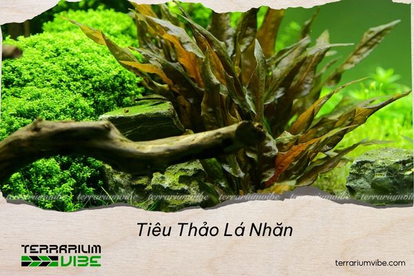 tieu-thao-la-nhan Tiêu Thảo Lá Nhăn