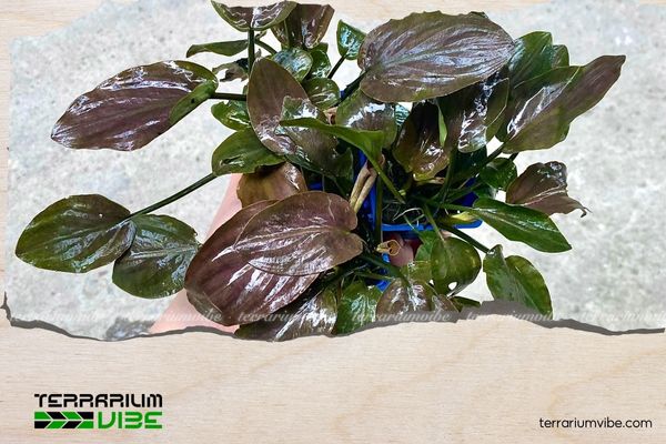 Tiêu Thảo Lagenandra 1 Thông tin học thuật về Tiêu Thảo Lagenandra là gì?