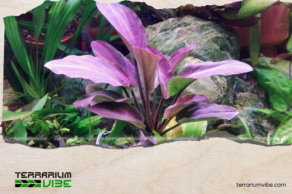 Tiêu Thảo Lagenandra 2 Lịch sử về Tiêu Thảo Lagenandra