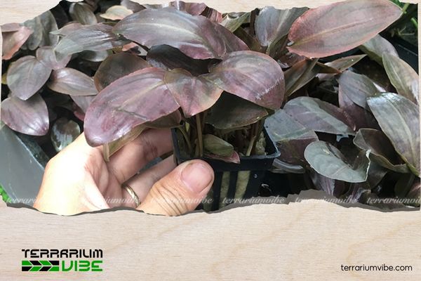 Tiêu Thảo Lagenandra 3 Môi trường sống của Tiêu Thảo Lagenandra