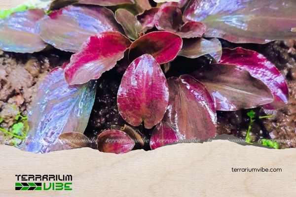 Tiêu Thảo Lagenandra 4 Các loại thực vật phù hợp trồng chung với Tiêu Thảo Lagenandra