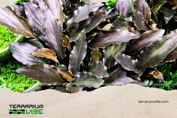 Tiêu Thảo Lagenandra 5 Cách chăm sóc Tiêu Thảo Lagenandra trong terrarium