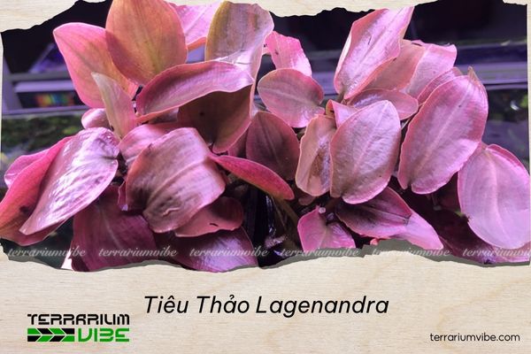 tieu-thao-lagenandra-6 Tiêu thảo lagenandra