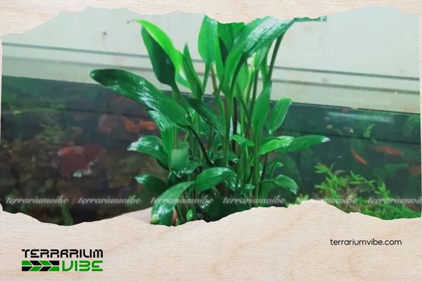 Tiêu thảo Lucens 4 Mẹo chăm sóc cây tiêu thảo Lucens trong terrarium