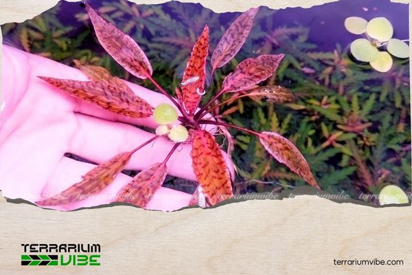 Tiêu thảo Nuri 2 Môi trường sống của cây tiêu thảo Nuri