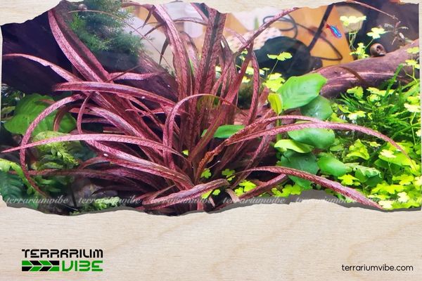 Tiêu thảo Nuri 3 Đặc điểm của tiêu thảo Nuri trong terrarium
