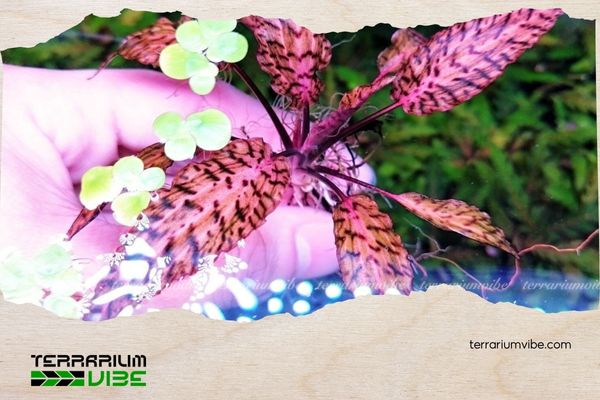 Tiêu thảo Nuri 4 Mẹo chăm sóc cây tiêu thảo Nuri trong terrarium