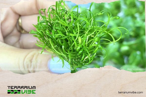 Tiêu thảo Parva mini 1 Tiêu thảo Parva mini à một biến thể đặc biệt của loài tiêu thảo Parva thông thường