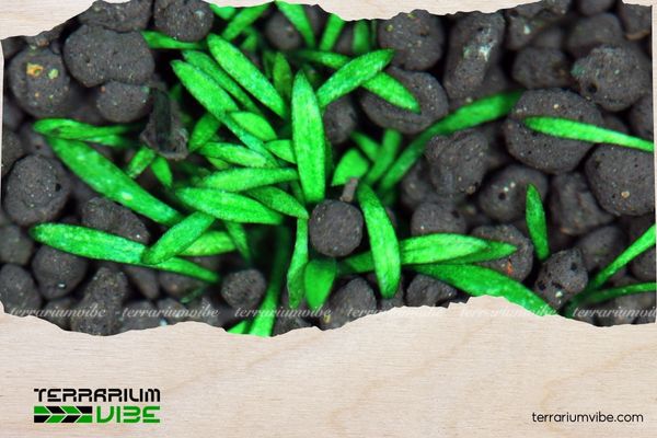 Tiêu thảo Parva mini 2 Tiêu thảo Parva mini là biến thể được phát triển thông qua kỹ thuật nuôi cấy mô