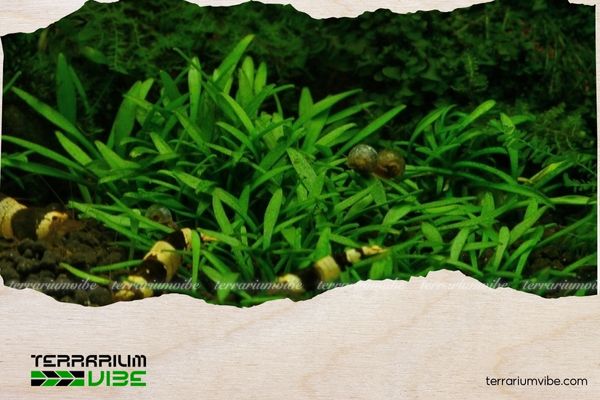 Tiêu thảo Parva mini 3 Tiêu thảo Parva mini có thể thích nghi tốt trong nhiều điều kiện khác nhau