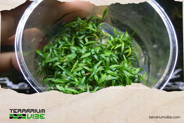 Tiêu thảo Parva mini 4 Tiêu thảo Parva mini rất được ưa chuộng trong terrarium