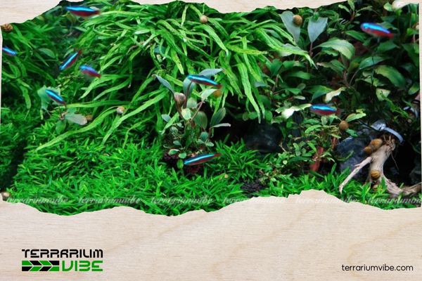 Tiêu thảo Parva mini 5 Tiêu thảo Parva mini là một loài cây dễ trồng, dễ chăm sóc