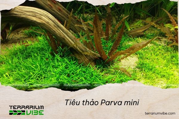 tieu-thao-parva-mini Tiêu thảo Parva mini