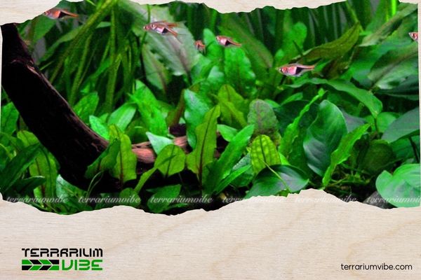 Tiêu thảo xanh 5 Có thể trồng tiêu thảo xanh cùng nhiều loại cây khác để tạo nên tổng thể hài hòa