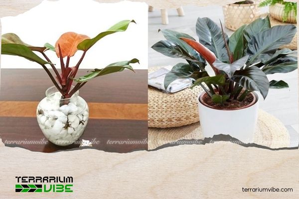 Trầu Bà Đế Vương Đỏ 1 Thông tin học thuật của Trầu Bà Đế Vương Đỏ