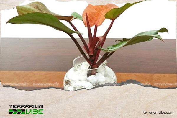 Trầu Bà Đế Vương Đỏ 2 Lịch sử về Trầu Bà Đỏ