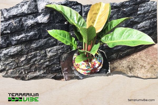 Trầu Bà Đế Vương Đỏ 3 Môi trường sống của Trầu Bà Đỏ