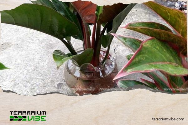 Trầu Bà Đế Vương Đỏ 4 Các loại thực vật phù hợp trồng chung với Trầu Bà Đỏ