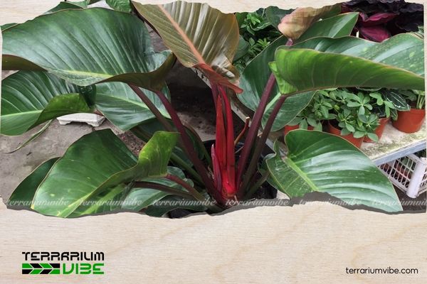 Trầu Bà Đế Vương Đỏ 5 Cách chăm sóc Trầu Bà Đế Vương Đỏ trong terrarium