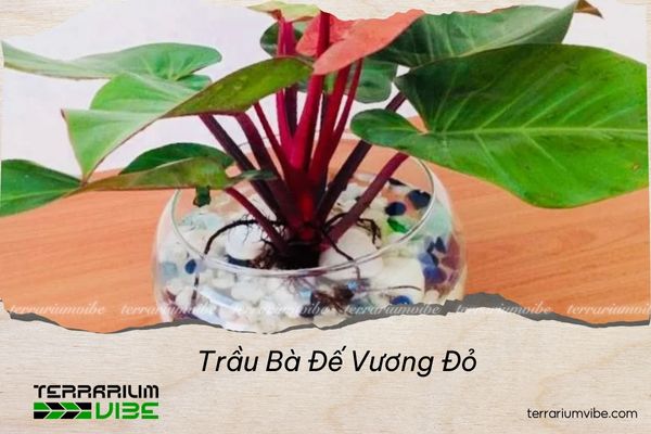 trau-ba-de-vuong-do Trầu Bà Đế Vương Đỏ