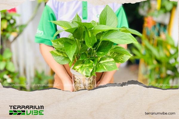 Trầu Bà Thái Thủy Sinh 1 Thông tin học thuật về cây Trầu Bà Thái