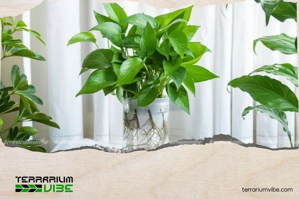 Trầu Bà Thái Thủy Sinh 3 Môi trường sống của Cây Trầu Bà Thái