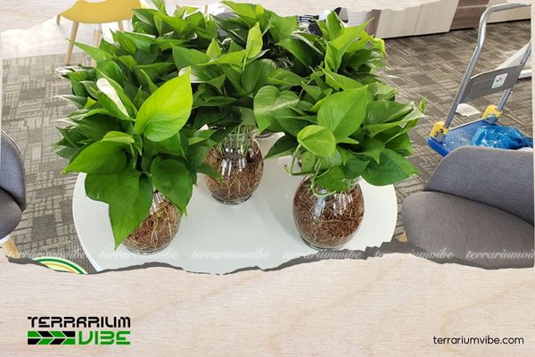 Trầu Bà Thái Thủy Sinh 4 Các loại thực vật phù hợp trồng chung với cây Trầu Bà Thái