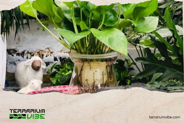 Trầu Bà Thái Thủy Sinh 5 Cách chăm sóc Cây Trầu Bà Thái