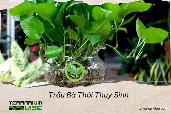 trau-ba-thai-thuy-sinh Trầu Bà Thái Thủy Sinh