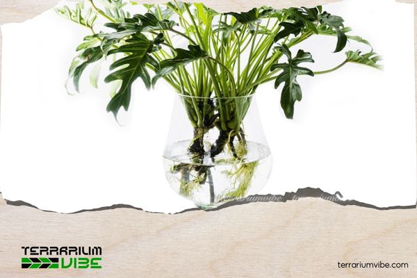 Trầu Bà Thanh Xuân 1 Thông tin học thuật về Trầu Bà Thanh Xuân là gì?