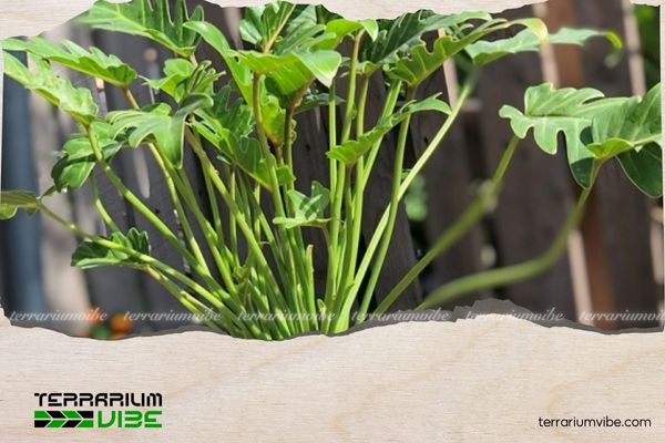 Trầu Bà Thanh Xuân 2 Lịch sử về Trầu Bà Thanh Xuân