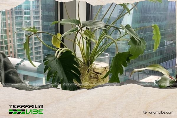 Trầu Bà Thanh Xuân 3 Môi trường sống của Trầu Bà Thanh Xuân