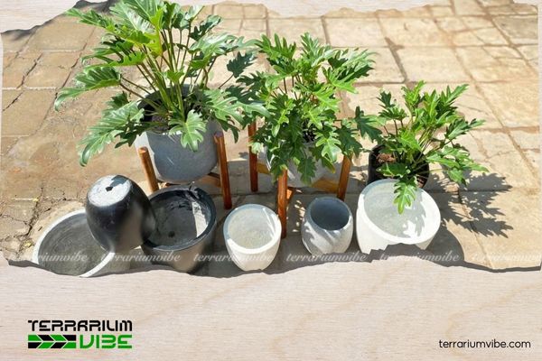 Trầu Bà Thanh Xuân 4 Các loại thực vật phù hợp trồng chung với Trầu Bà Thanh Xuân