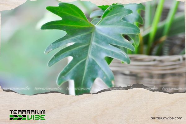 Trầu Bà Thanh Xuân 5 Cách chăm sóc Trầu Bà Thanh Xuân trong terrarium