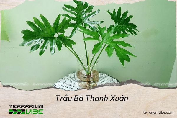 trau-ba-thanh-xuan Trầu Bà Thanh Xuân