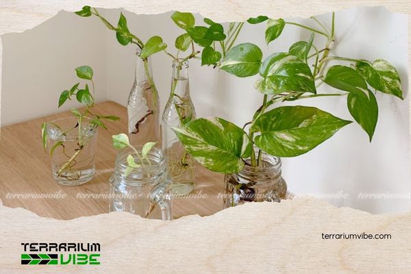 Trầu bà vàng 4 Mẹo chăm sóc cây trầu bà vàng trong terrarium