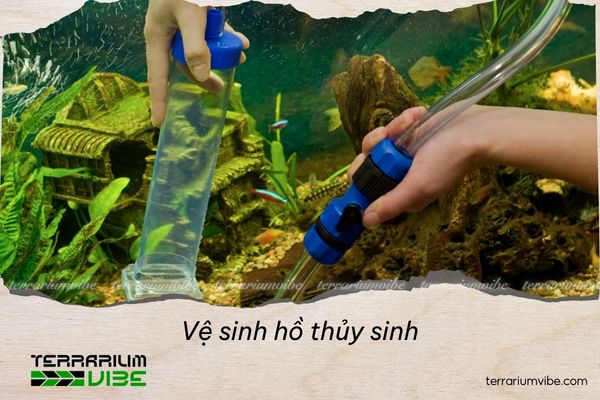 Vệ sinh hồ thủy sinh